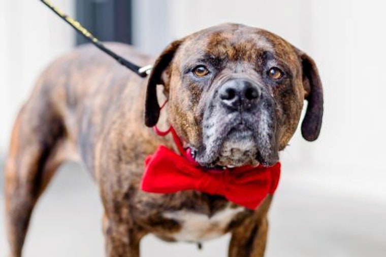Dogs in Seattle looking for their furr-ever homes