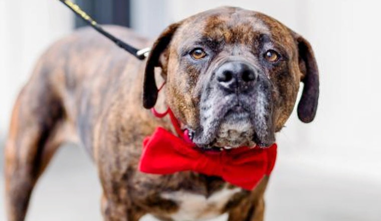 Dogs in Seattle looking for their furr-ever homes