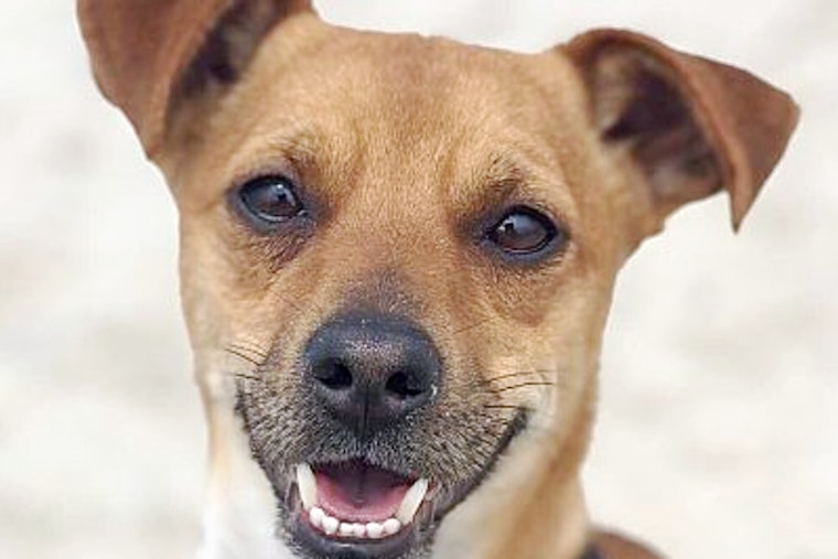 Puppies in San Diego looking for their furr-ever homes