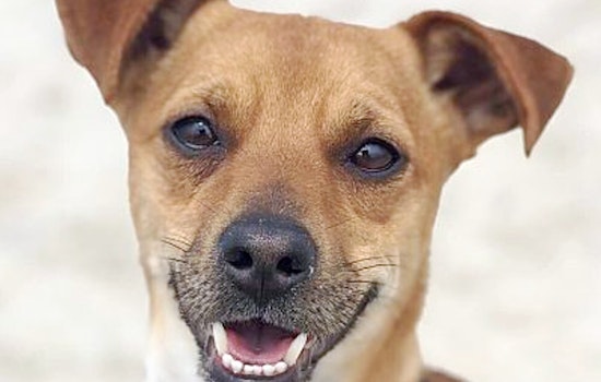 Puppies in San Diego looking for their furr-ever homes