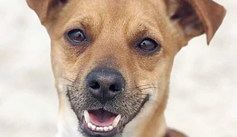 Puppies in San Diego looking for their furr-ever homes