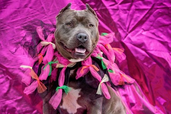 Dogs in Long Beach looking for their furr-ever homes