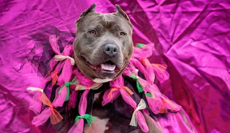 Dogs in Long Beach looking for their furr-ever homes