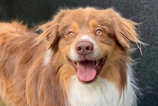 Dogs in Los Angeles looking for their furr-ever homes