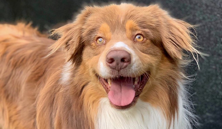 Dogs in Los Angeles looking for their furr-ever homes