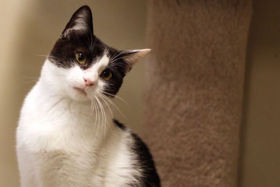 Cats in San Diego looking for their furr-ever homes