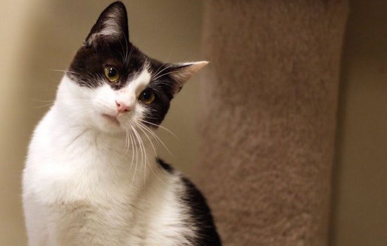 Cats in San Diego looking for their furr-ever homes