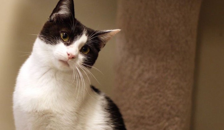 Cats in San Diego looking for their furr-ever homes