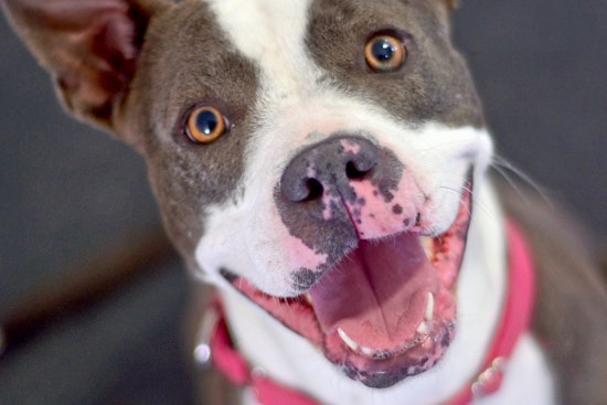 Dogs in Tucson looking for their furr-ever homes
