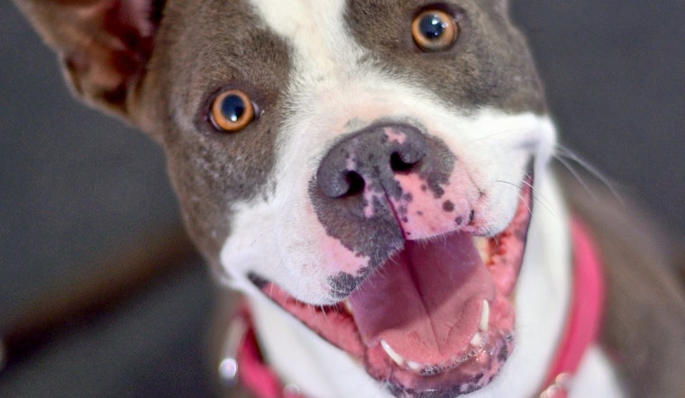 Dogs in Tucson looking for their furr-ever homes