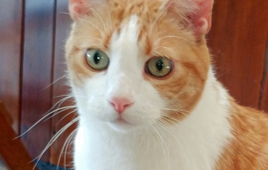 Cats in Colorado Springs looking for their furr-ever homes