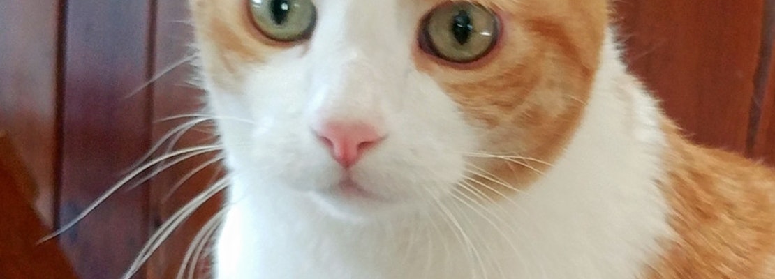 Cats in Colorado Springs looking for their furr-ever homes
