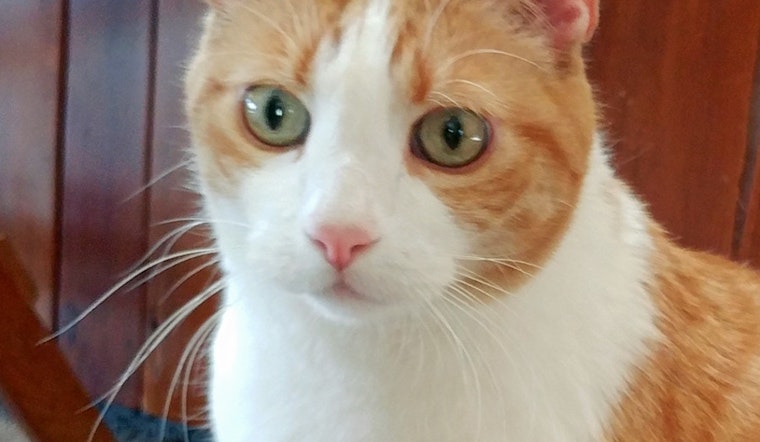 Cats in Colorado Springs looking for their furr-ever homes