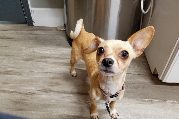 Dogs in Denver looking for their furr-ever homes