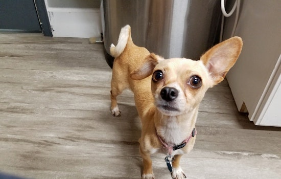 Dogs in Denver looking for their furr-ever homes