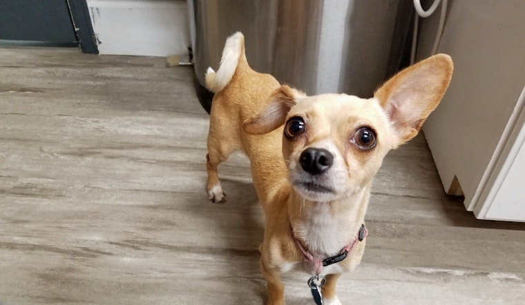 Dogs in Denver looking for their furr-ever homes