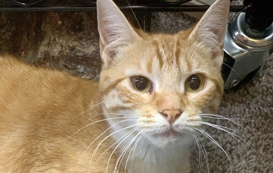 Cats in Oklahoma City looking for their furr-ever homes