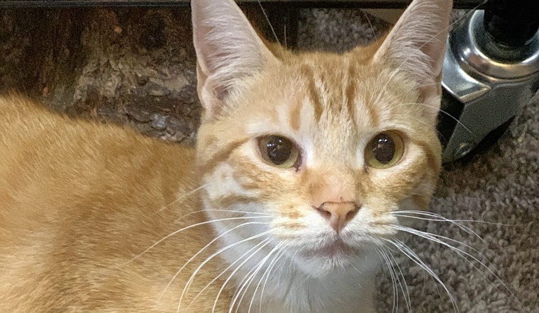 Cats in Oklahoma City looking for their furr-ever homes