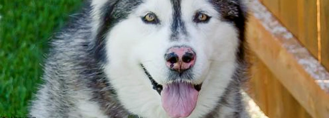 Dogs in Omaha looking for their furr-ever homes