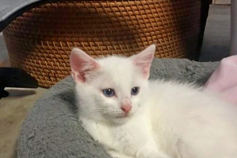 Kittens in Austin looking for their furr-ever homes