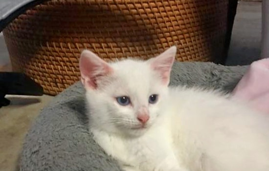 Kittens in Austin looking for their furr-ever homes