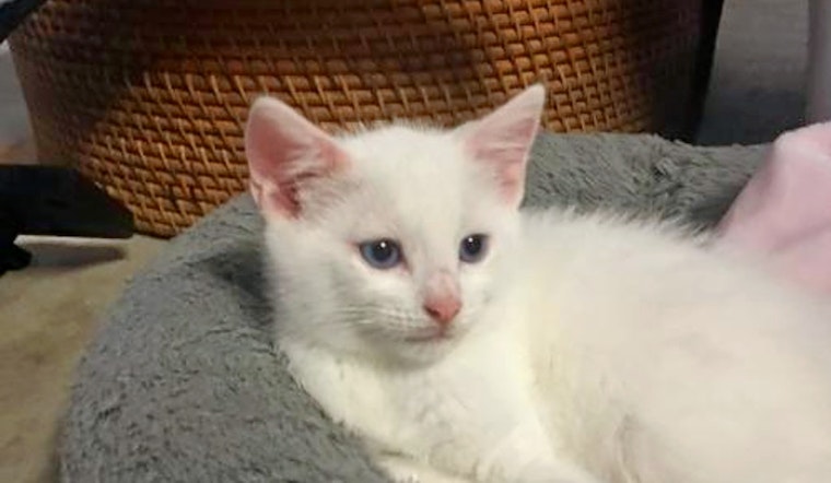 Kittens in Austin looking for their furr-ever homes