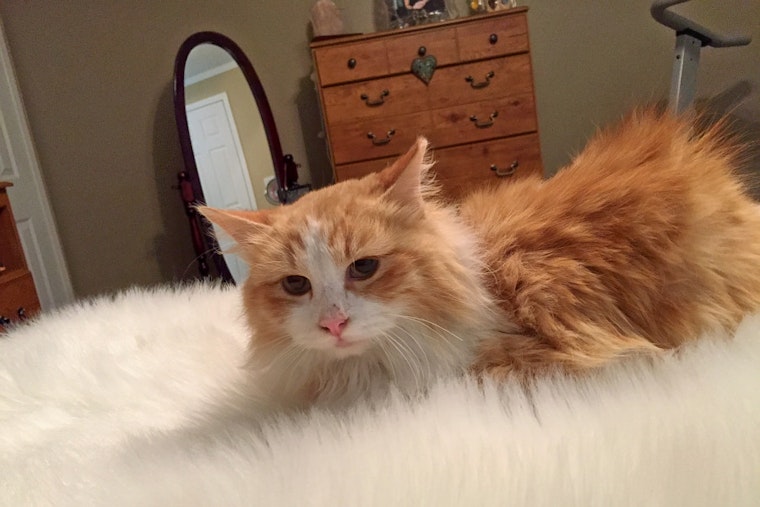 Kittens in Arlington looking for their furr-ever homes