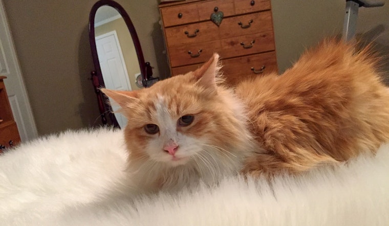 Kittens in Arlington looking for their furr-ever homes