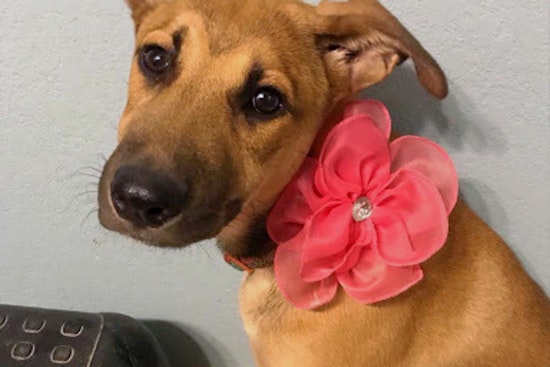 Puppies in Plano looking for their furr-ever homes