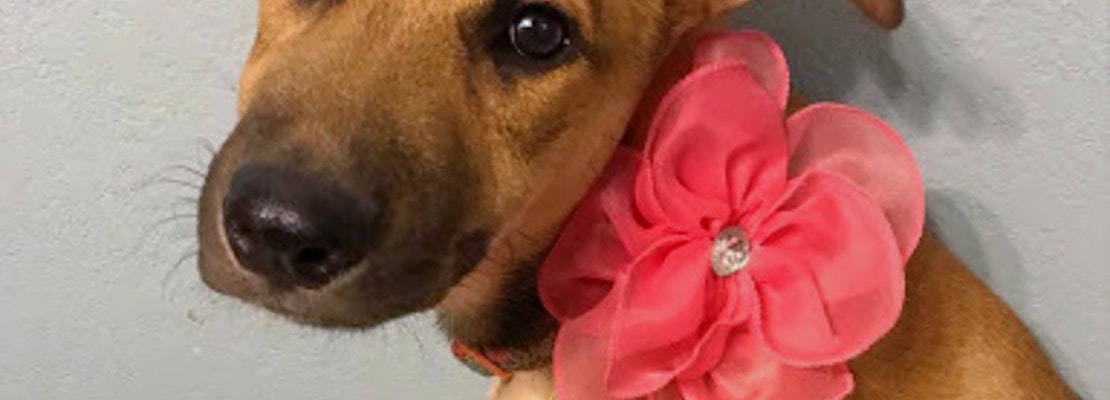 Puppies in Plano looking for their furr-ever homes