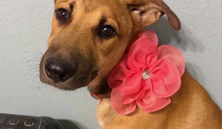 Puppies in Plano looking for their furr-ever homes