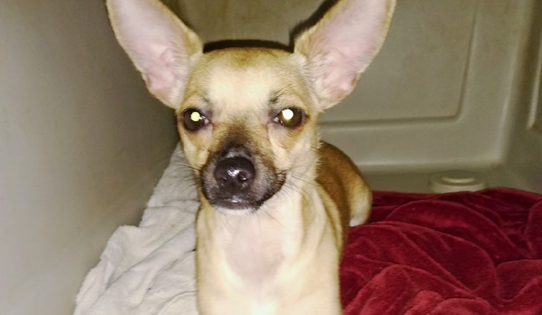 Puppies in Fort Worth looking for their furr-ever homes