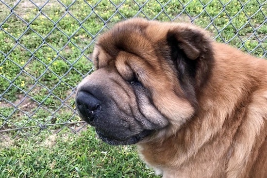 Dogs in Houston looking for their furr-ever homes