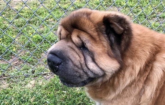 Dogs in Houston looking for their furr-ever homes