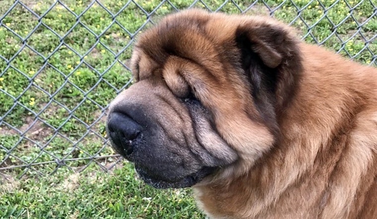 Dogs in Houston looking for their furr-ever homes
