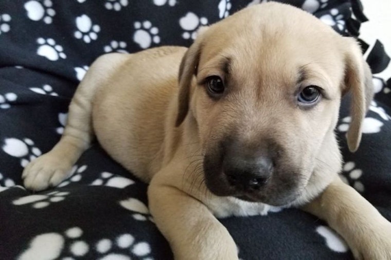 Puppies in Stockton looking for their furr-ever homes