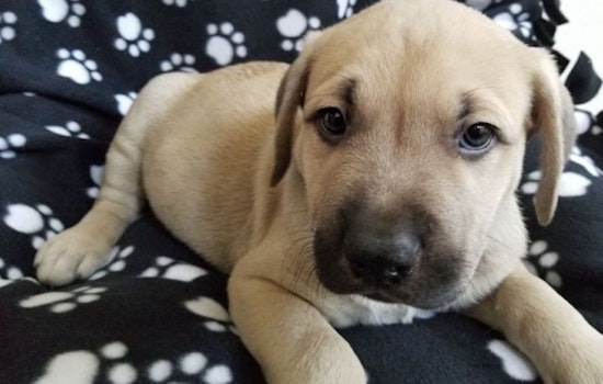 Puppies in Stockton looking for their furr-ever homes