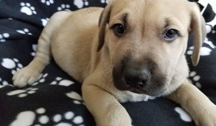 Puppies in Stockton looking for their furr-ever homes