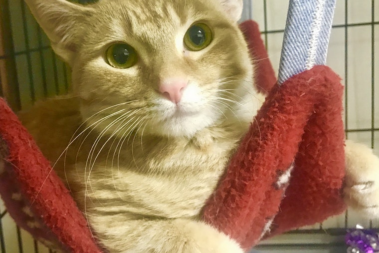 Kittens in Albuquerque looking for their furr-ever home