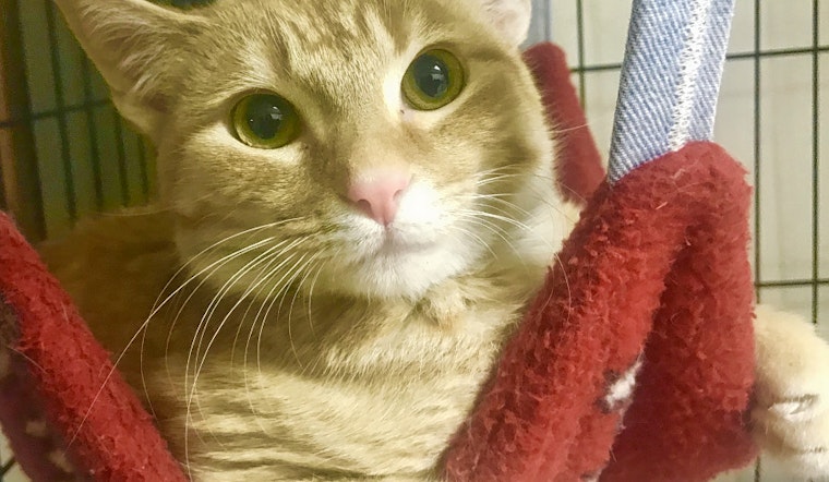 Kittens in Albuquerque looking for their furr-ever home