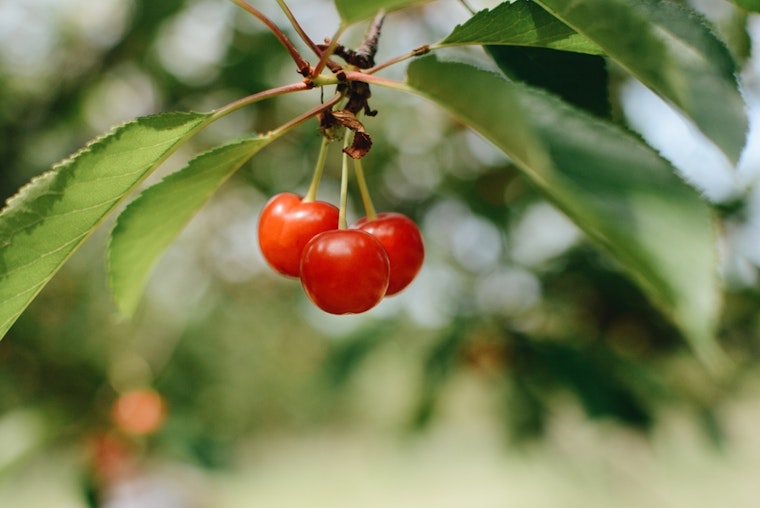 Top Fresno news: 60% of cherry crop destroyed by rain; PD investigates a rollover crash; more