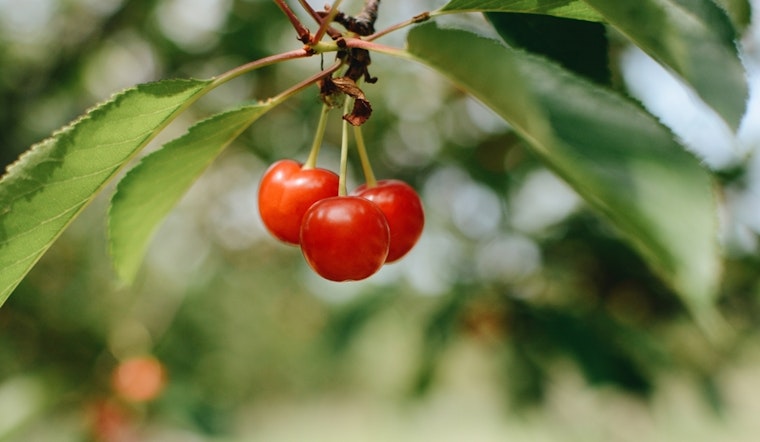 Top Fresno news: 60% of cherry crop destroyed by rain; PD investigates a rollover crash; more