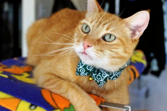 Cats in San Jose looking for their furr-ever homes