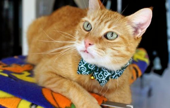 Cats in San Jose looking for their furr-ever homes