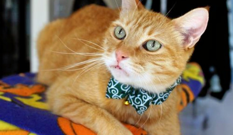 Cats in San Jose looking for their furr-ever homes