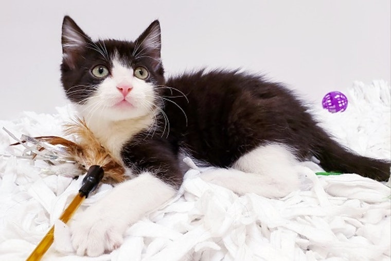 Kittens in Mesa looking for their furr-ever homes