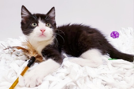 Kittens in Mesa looking for their furr-ever homes