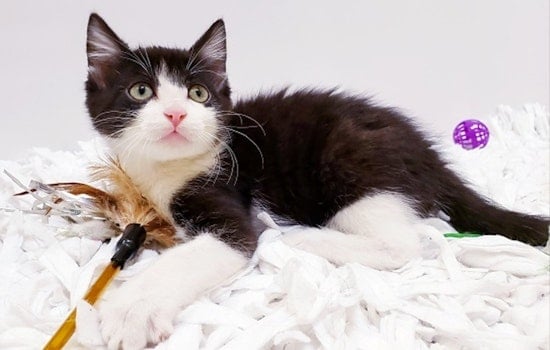Kittens in Mesa looking for their furr-ever homes