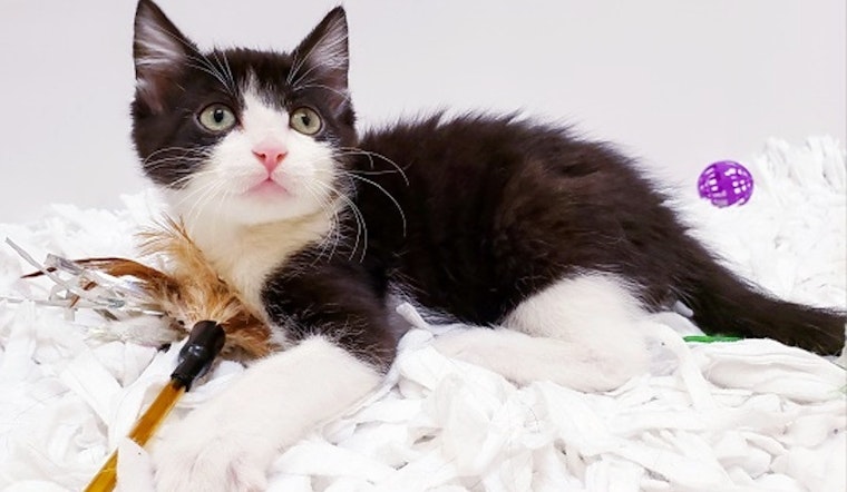 Kittens in Mesa looking for their furr-ever homes