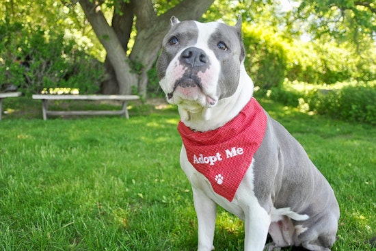 Dogs in New York City looking for their furr-ever homes